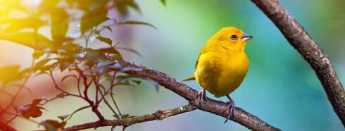 Рай для спостерігачів за птахами: Відкриваємо пташине розмаїття Тенеріфе