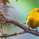 Рай для спостерігачів за птахами: Відкриваємо пташине розмаїття Тенеріфе