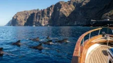Спостереження за китами та дельфінами на Тенеріфе: Найкращі морські прогулянки та як туди дістатися автомобілем (2026)